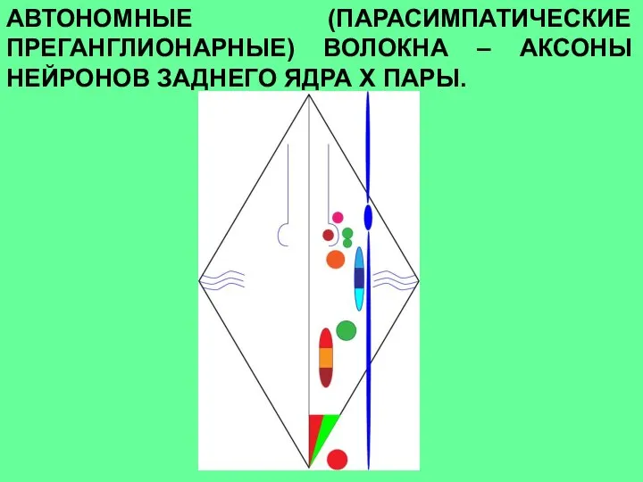 АВТОНОМНЫЕ (ПАРАСИМПАТИЧЕСКИЕ ПРЕГАНГЛИОНАРНЫЕ) ВОЛОКНА – АКСОНЫ НЕЙРОНОВ ЗАДНЕГО ЯДРА Х ПАРЫ.