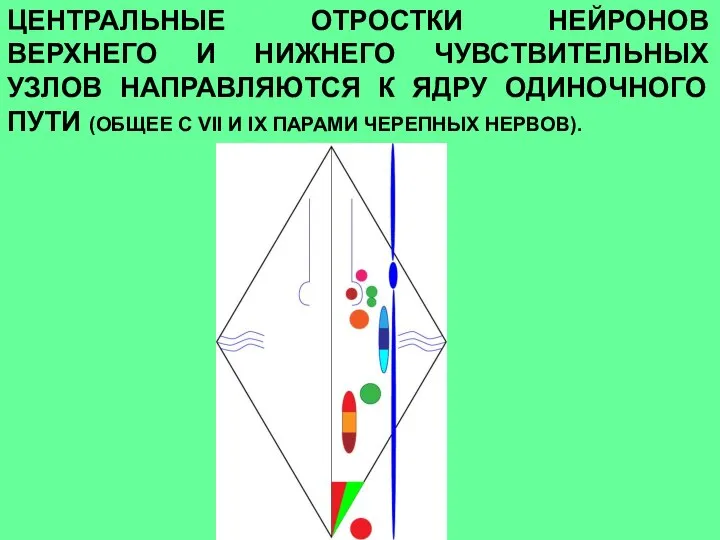 ЦЕНТРАЛЬНЫЕ ОТРОСТКИ НЕЙРОНОВ ВЕРХНЕГО И НИЖНЕГО ЧУВСТВИТЕЛЬНЫХ УЗЛОВ НАПРАВЛЯЮТСЯ К ЯДРУ ОДИНОЧНОГО