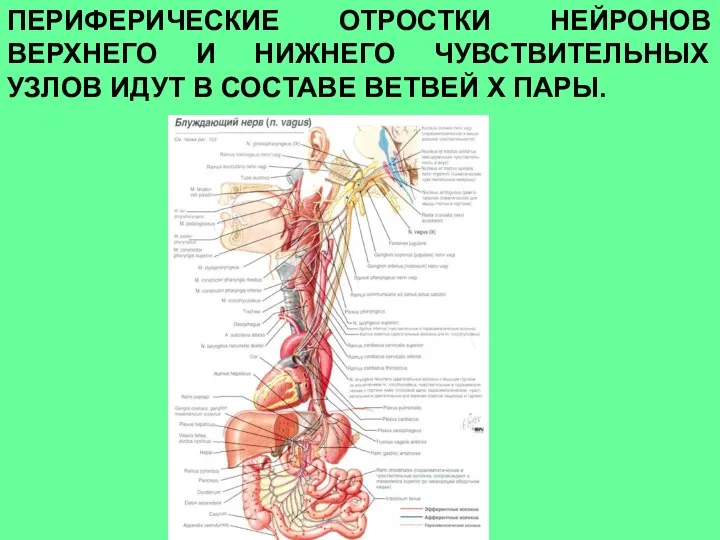 ПЕРИФЕРИЧЕСКИЕ ОТРОСТКИ НЕЙРОНОВ ВЕРХНЕГО И НИЖНЕГО ЧУВСТВИТЕЛЬНЫХ УЗЛОВ ИДУТ В СОСТАВЕ ВЕТВЕЙ Х ПАРЫ.