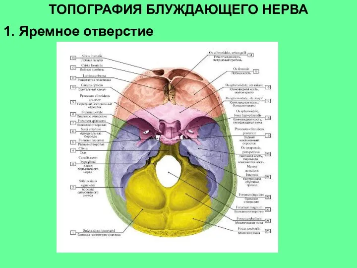 1. Яремное отверстие ТОПОГРАФИЯ БЛУЖДАЮЩЕГО НЕРВА