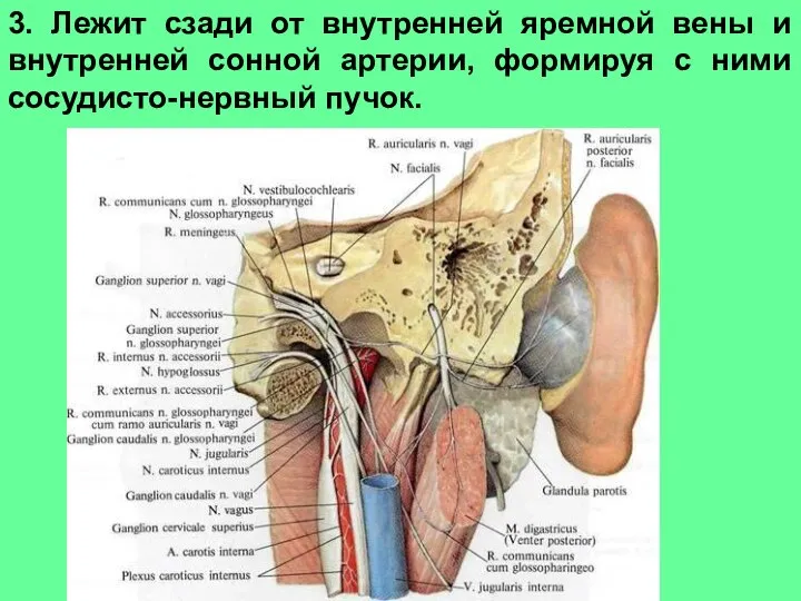 3. Лежит сзади от внутренней яремной вены и внутренней сонной артерии, формируя с ними сосудисто-нервный пучок.