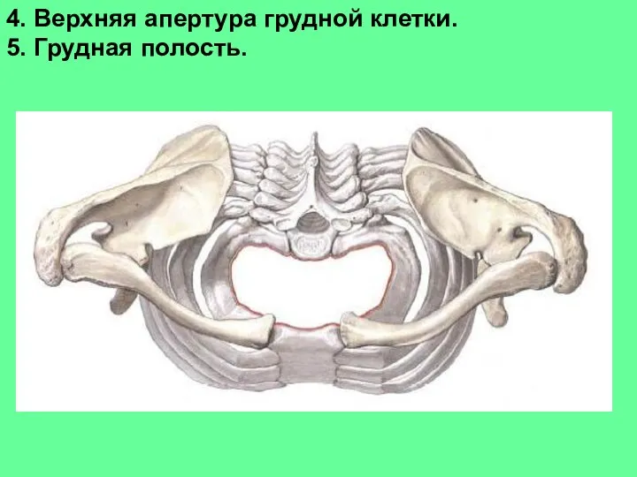 4. Верхняя апертура грудной клетки. 5. Грудная полость.