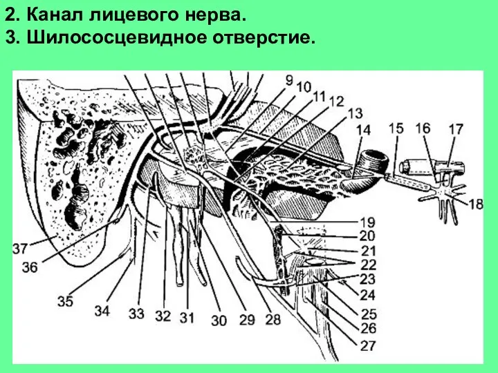 2. Канал лицевого нерва. 3. Шилососцевидное отверстие.