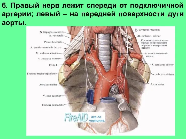 6. Правый нерв лежит спереди от подключичной артерии; левый – на передней поверхности дуги аорты.