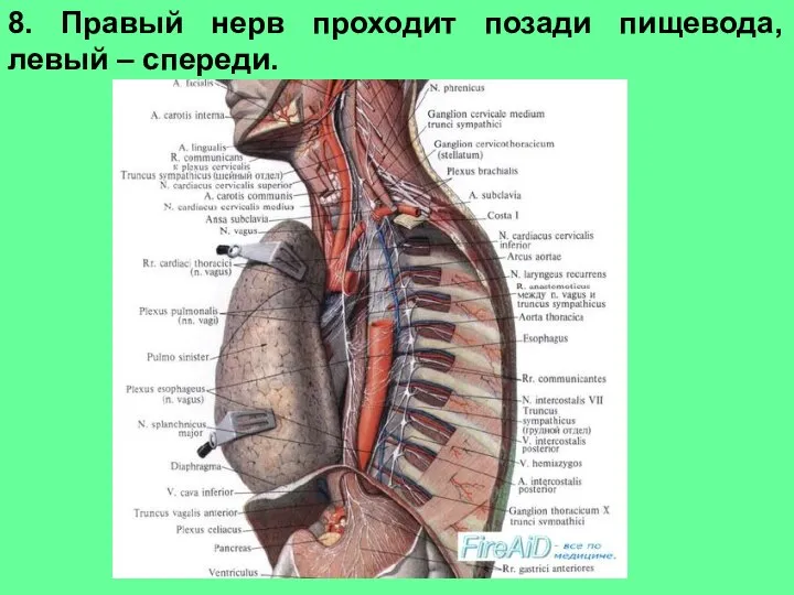 8. Правый нерв проходит позади пищевода, левый – спереди.