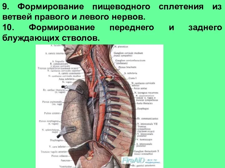 9. Формирование пищеводного сплетения из ветвей правого и левого нервов. 10. Формирование