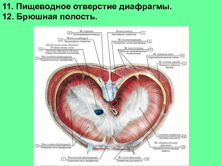 11. Пищеводное отверстие диафрагмы. 12. Брюшная полость.