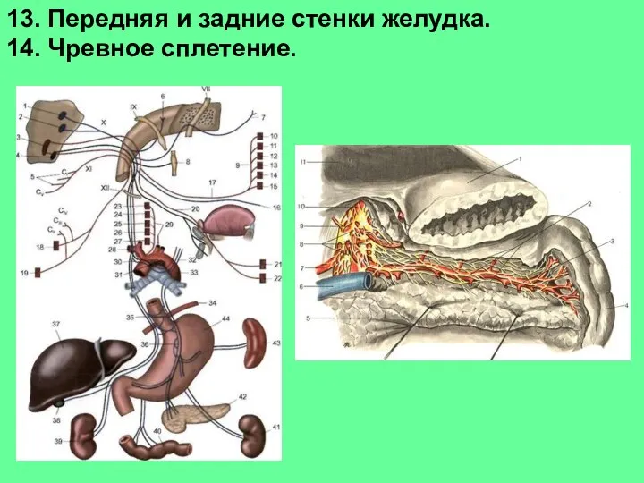 13. Передняя и задние стенки желудка. 14. Чревное сплетение.