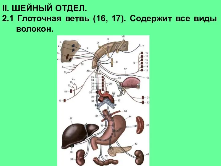 II. ШЕЙНЫЙ ОТДЕЛ. 2.1 Глоточная ветвь (16, 17). Содержит все виды волокон.