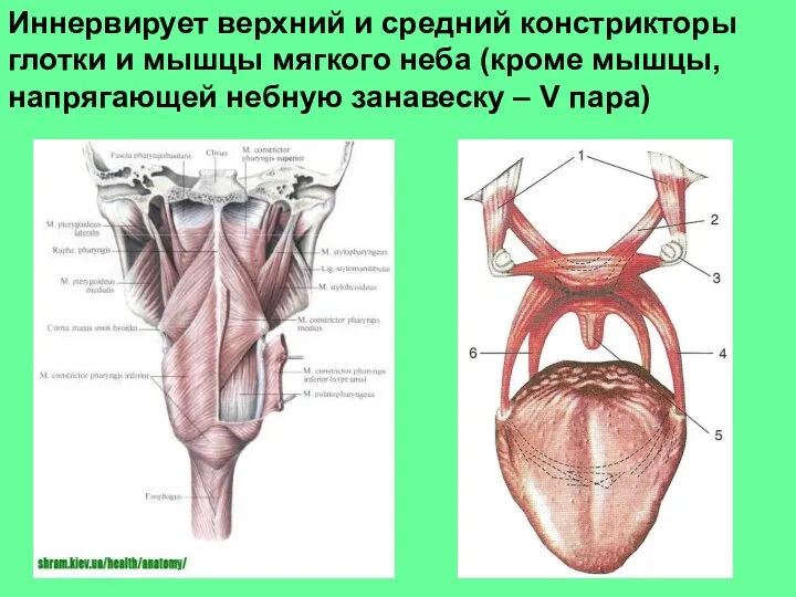 Иннервирует верхний и средний констрикторы глотки и мышцы мягкого неба (кроме мышцы,