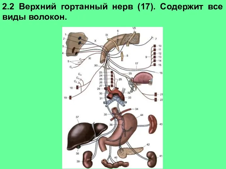 2.2 Верхний гортанный нерв (17). Содержит все виды волокон.