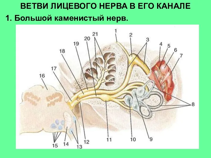 ВЕТВИ ЛИЦЕВОГО НЕРВА В ЕГО КАНАЛЕ 1. Большой каменистый нерв.