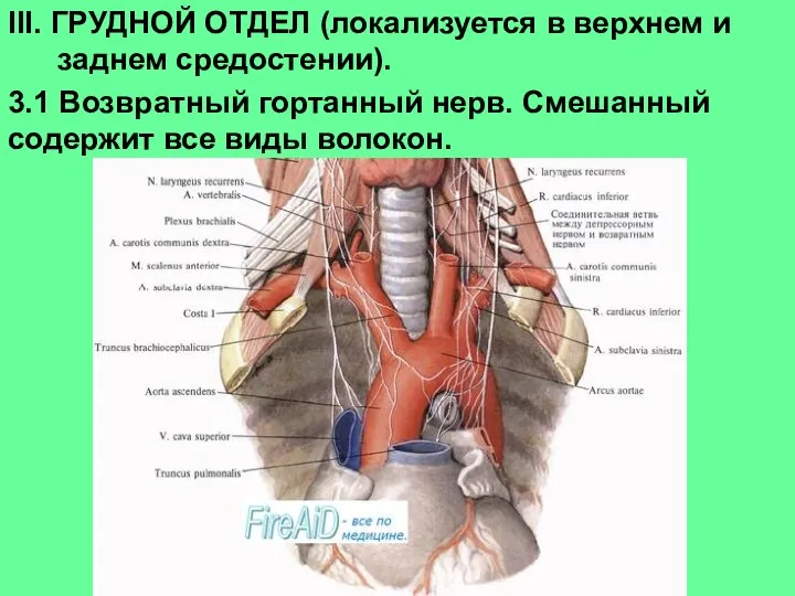 III. ГРУДНОЙ ОТДЕЛ (локализуется в верхнем и заднем средостении). 3.1 Возвратный гортанный