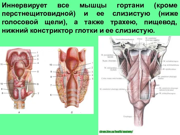 Иннервирует все мышцы гортани (кроме перстнещитовидной) и ее слизистую (ниже голосовой щели),