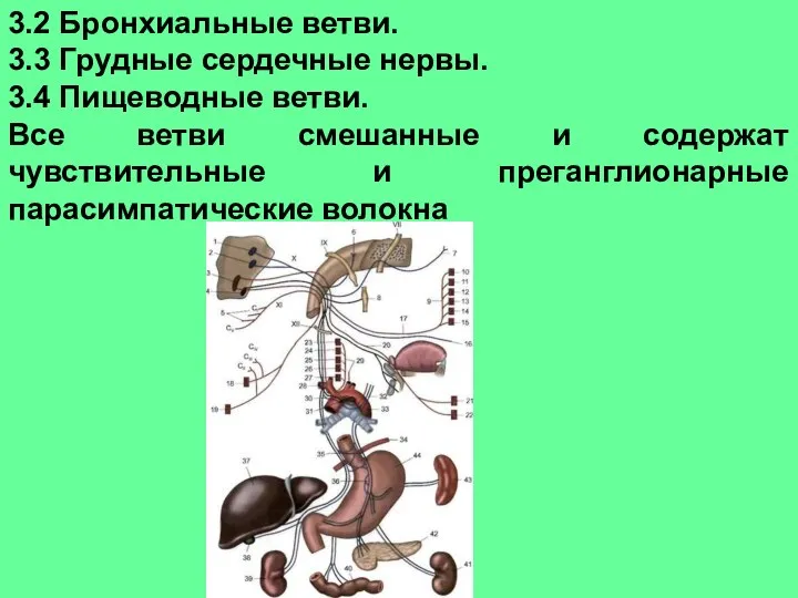 3.2 Бронхиальные ветви. 3.3 Грудные сердечные нервы. 3.4 Пищеводные ветви. Все ветви