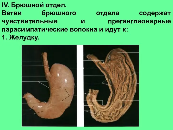 IV. Брюшной отдел. Ветви брюшного отдела содержат чувствительные и преганглионарные парасимпатические волокна