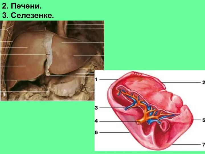 2. Печени. 3. Селезенке.