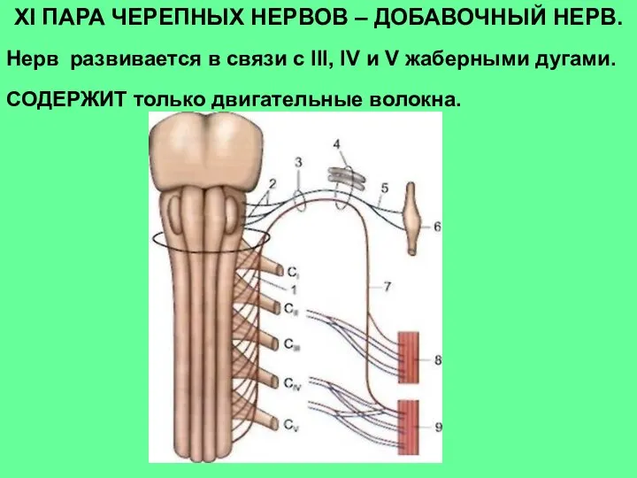 ХI ПАРА ЧЕРЕПНЫХ НЕРВОВ – ДОБАВОЧНЫЙ НЕРВ. Нерв развивается в связи с