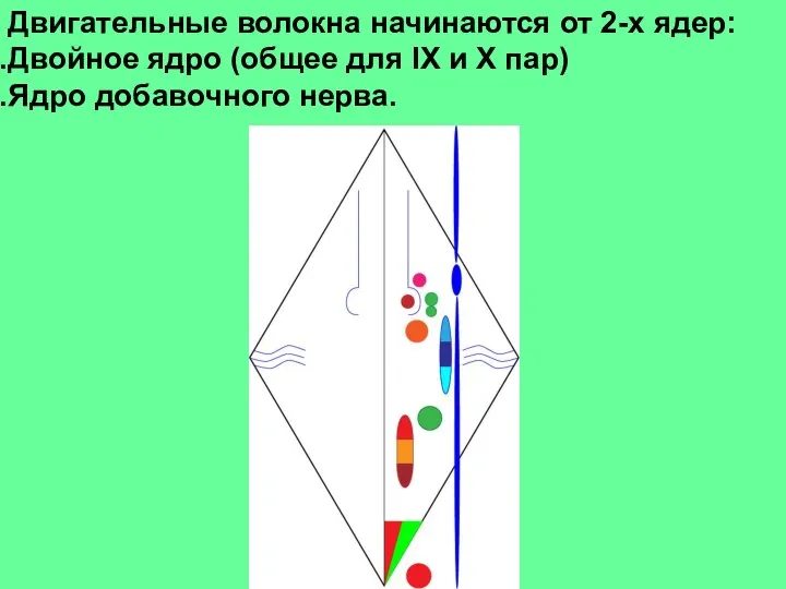 Двигательные волокна начинаются от 2-х ядер: Двойное ядро (общее для IX и