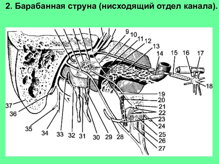 2. Барабанная струна (нисходящий отдел канала).