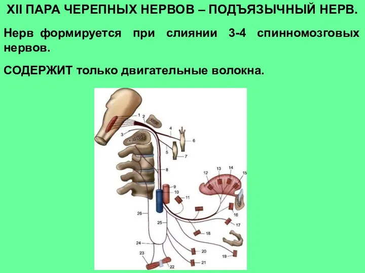 ХII ПАРА ЧЕРЕПНЫХ НЕРВОВ – ПОДЪЯЗЫЧНЫЙ НЕРВ. Нерв формируется при слиянии 3-4