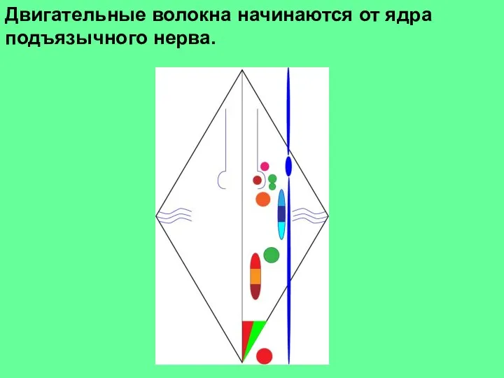 Двигательные волокна начинаются от ядра подъязычного нерва.