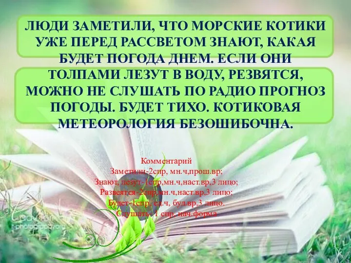 ЛЮДИ ЗАМЕТИЛИ, ЧТО МОРСКИЕ КОТИКИ УЖЕ ПЕРЕД РАССВЕТОМ ЗНАЮТ, КАКАЯ БУДЕТ ПОГОДА