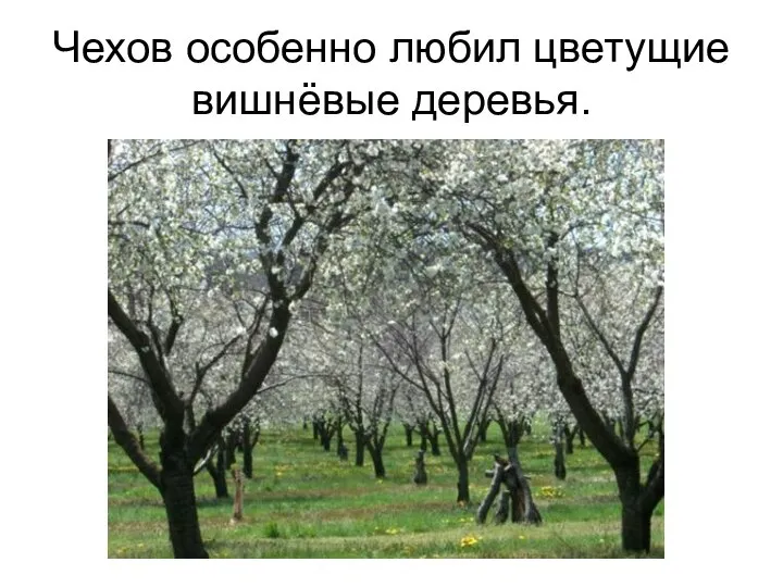 Чехов особенно любил цветущие вишнёвые деревья.