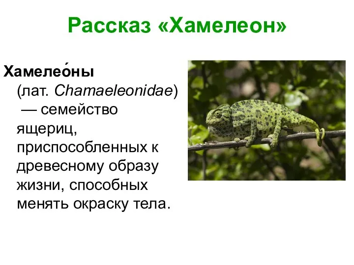 Рассказ «Хамелеон» Хамелео́ны (лат. Chamaeleonidae) — семейство ящериц, приспособленных к древесному образу