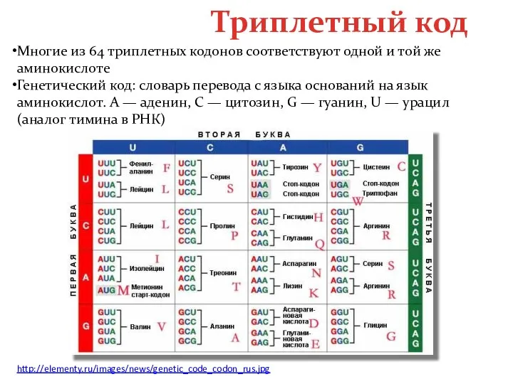 Триплетный код Многие из 64 триплетных кодонов соответствуют одной и той же