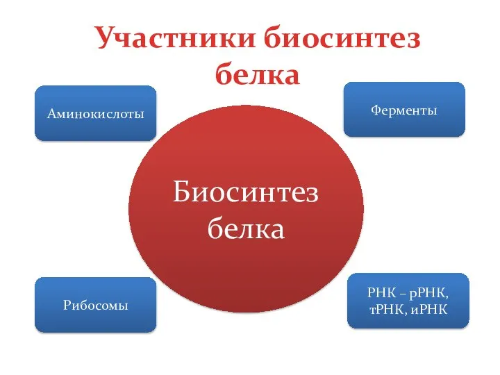 Участники биосинтез белка Аминокислоты Ферменты Рибосомы РНК – рРНК, тРНК, иРНК Биосинтез белка