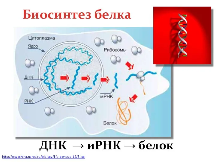http://wsyachina.narod.ru/biology/life_genesis_12/5.jpg Биосинтез белка ДНК → иРНК → белок