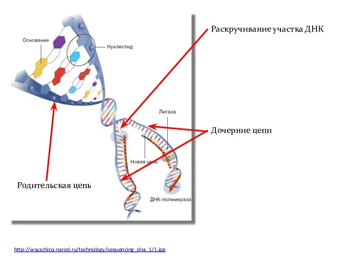 http://wsyachina.narod.ru/technology/sequencing_dna_1/1.jpg Раскручивание участка ДНК Родительская цепь Дочерние цепи