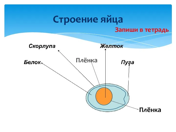 Строение яйца Плёнка Запиши в тетрадь