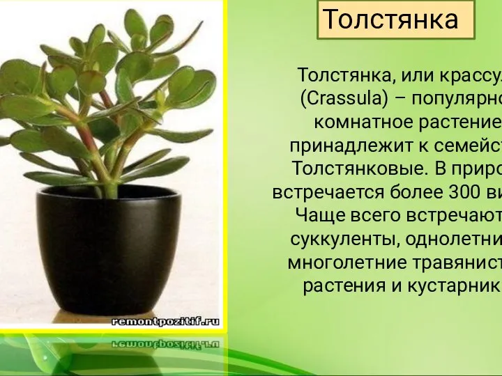Толстянка, или крассула (Crassula) – популярное комнатное растение, принадлежит к семейству Толстянковые.