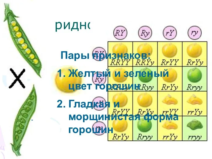 Дигибридное скрещивание Пары признаков: Желтый и зеленый цвет горошин Гладкая и морщинистая форма горошин