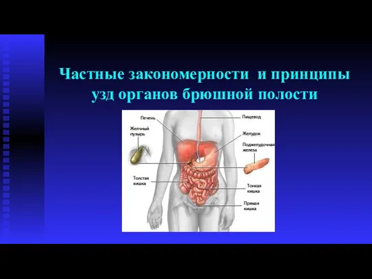 Частные закономерности и принципы узд органов брюшной полости