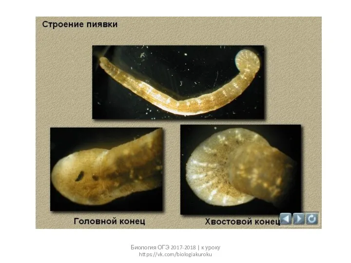 Биология ОГЭ 2017-2018 | к уроку https://vk.com/biologiakuroku