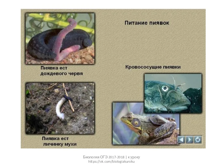 Биология ОГЭ 2017-2018 | к уроку https://vk.com/biologiakuroku