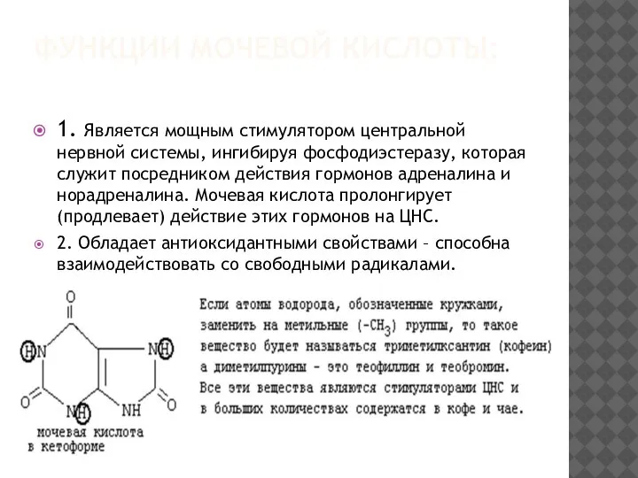 ФУНКЦИИ МОЧЕВОЙ КИСЛОТЫ: 1. Является мощным стимулятором центральной нервной системы, ингибируя фосфодиэстеразу,