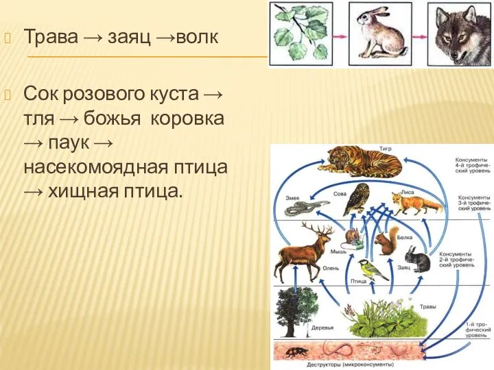 Трава → заяц →волк Сок розового куста → тля → божья коровка