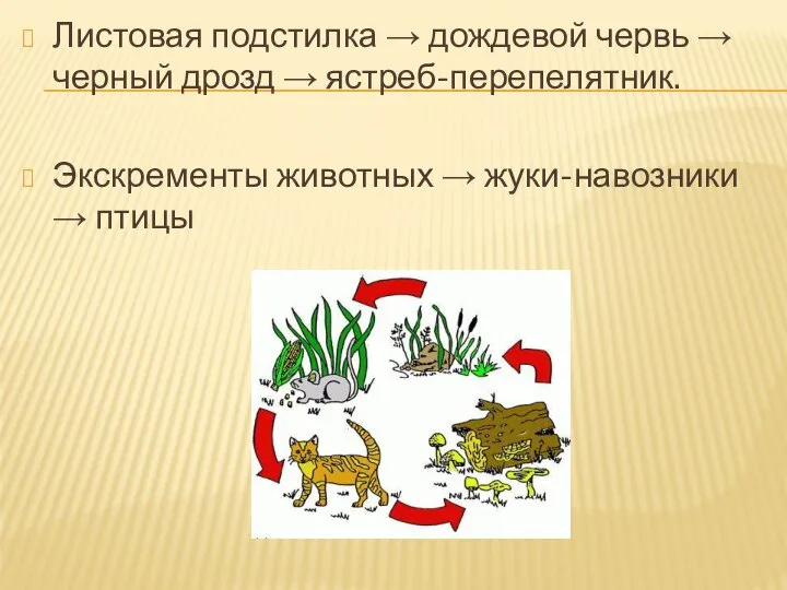 Листовая подстилка → дождевой червь → черный дрозд → ястреб-перепелятник. Экскременты животных → жуки-навозники → птицы