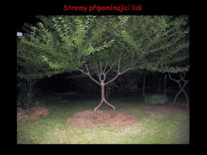 Stromy připomínající lidi