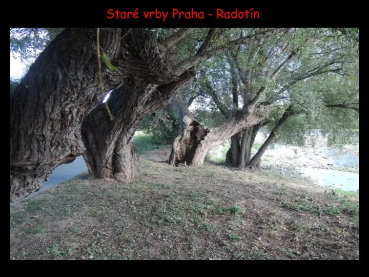 Staré vrby Praha - Radotín