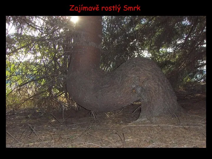 Zajímavě rostlý Smrk