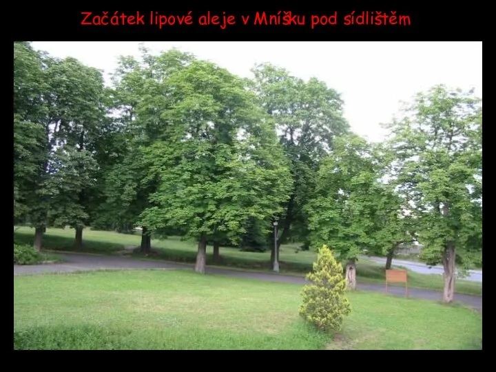 Začátek lipové aleje v Mníšku pod sídlištěm