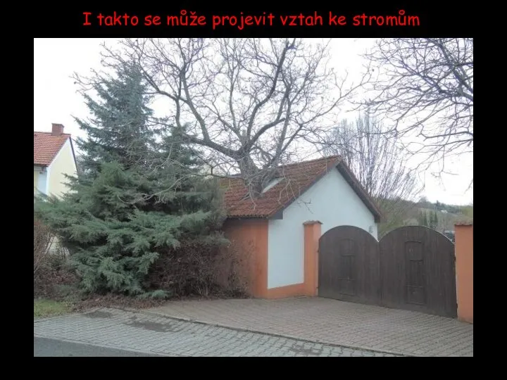 I takto se může projevit vztah ke stromům