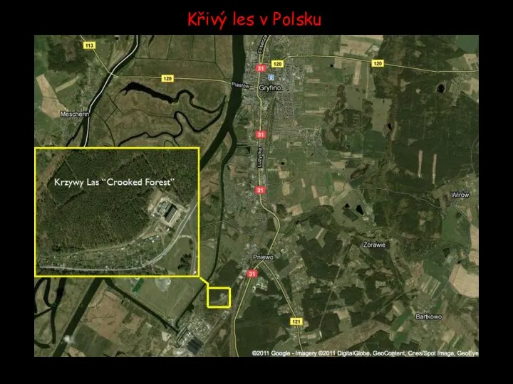 Křivý les v Polsku