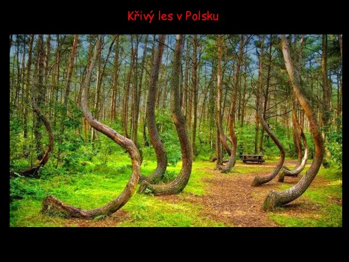 Křivý les v Polsku