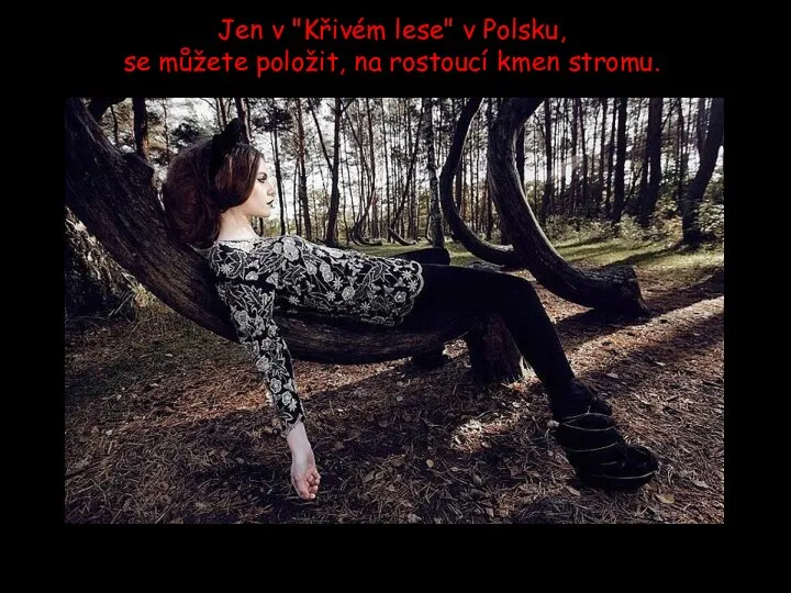 Jen v "Křivém lese" v Polsku, se můžete položit, na rostoucí kmen stromu.